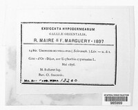 Uromyces scutellatus image
